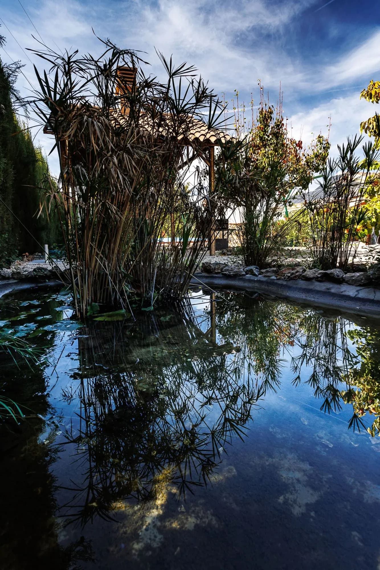 Estanque del jardín